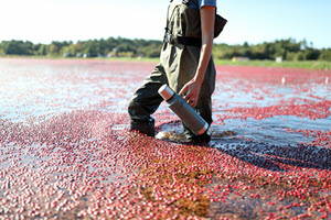 It’s Cranberry Season