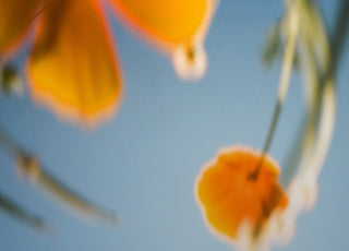 Fuzzy Yellow Flowers In The Sky